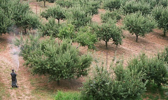 Agion Oros - Photo 23