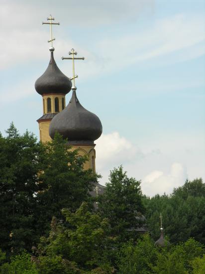 Las krzyży