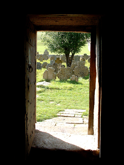 Roots / Korzenie