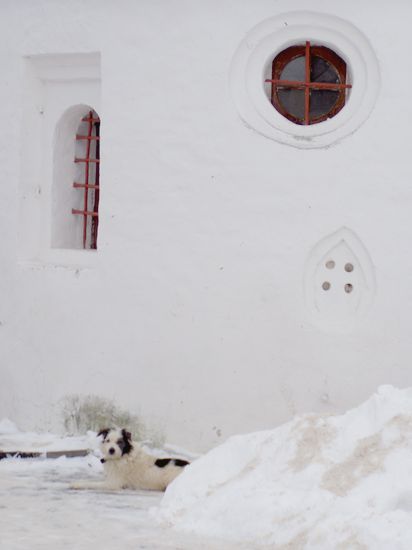 a poor dog...