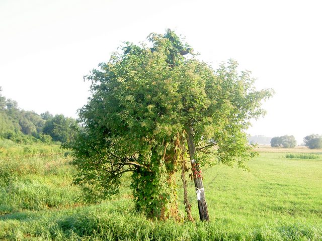 Złączeni