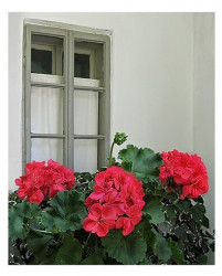 perovict 
Geraniums in front of the monastery dormitory 
2006-07-31 14:43:15