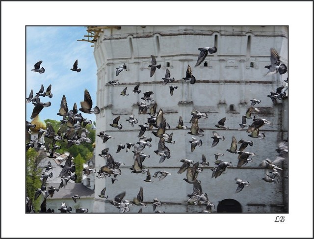 Pigeons in Laurels