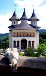 goscik 
Monaster Sihastria, Neamt 
2006-11-22 14:49:29