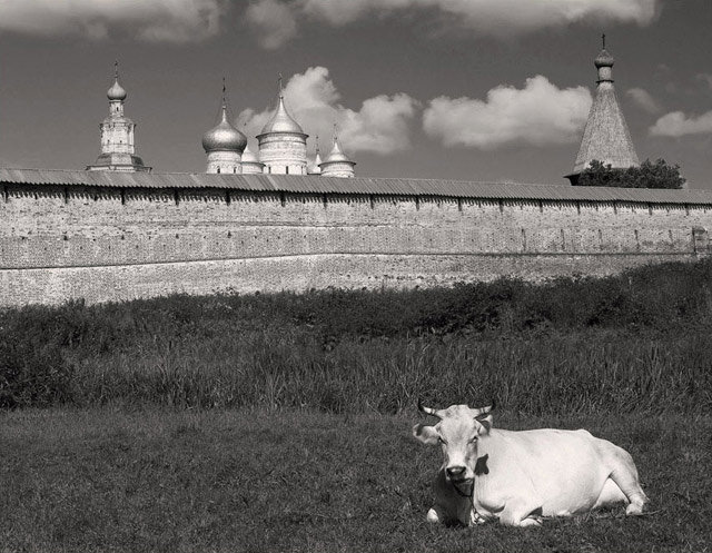 Сторожевая корова
