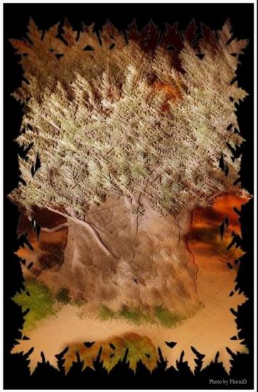 Olive Tree in Ghetsemani