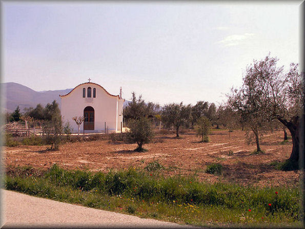 Small church in olives plain ...a really  Greek sunshining country landscape