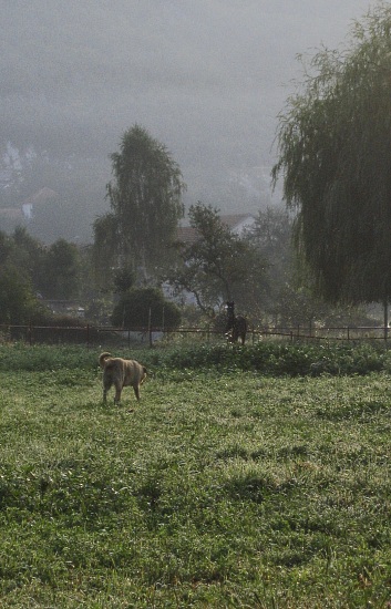 dog and horse