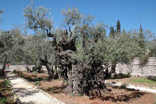 Так выглядит сейчас Гефсиманский сад. Gethsemane Garden