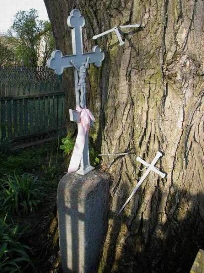 Krzyż obrośnięty przez drzewo