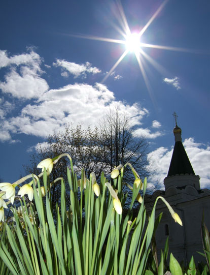 Monastery narcissi: sun and sky