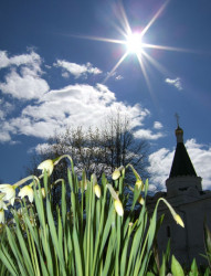 vjunsoh 
Monastery narcissi: sun and sky 
2007-05-10 13:42:24