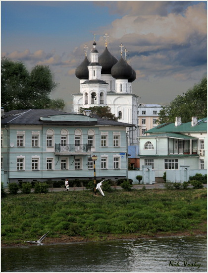 Чайки