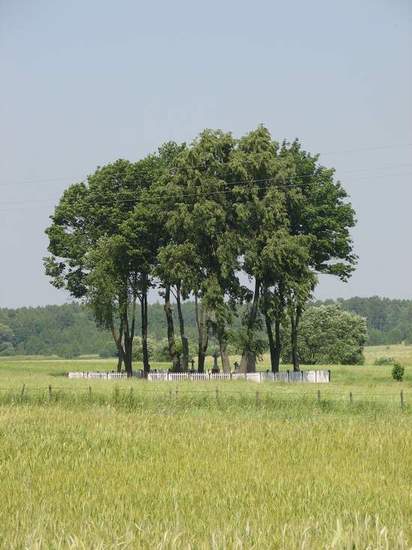 Zbiorowa mogiła