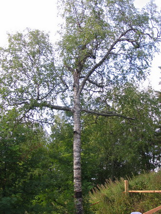 Cross-like tree on Anzer Island - Solovki