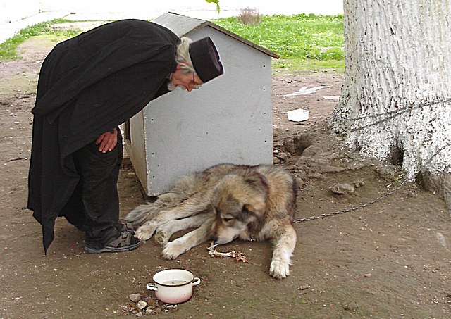 The old monk and the old caucasian dog