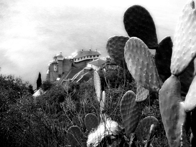 cactus domination