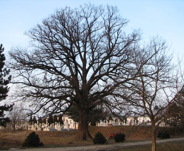 The graveyard of Cernica monastery/Cimitirul manastirii Cernica