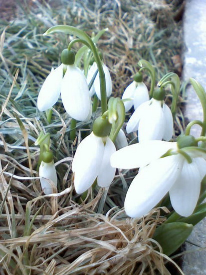 ghiocei