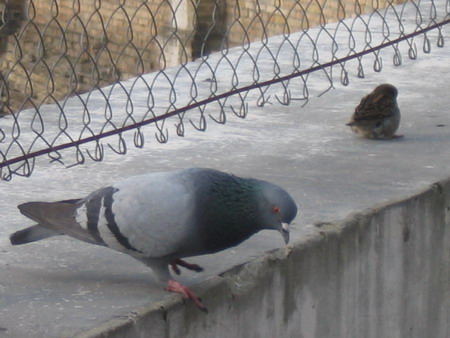 Pasarile cerului