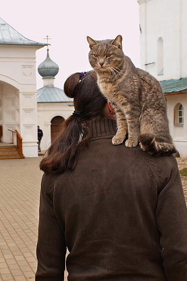 Монастырский кот