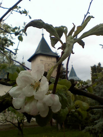 Flori.....de manastiri