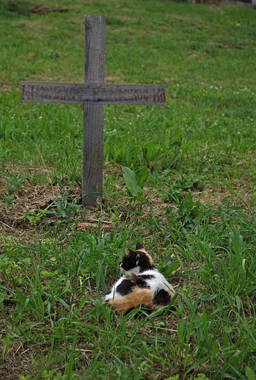 Σταυρός και γάτα - Cross and cat