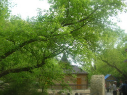 Dunyasha 
Купальня в зелени 
2008-05-12 07:39:50