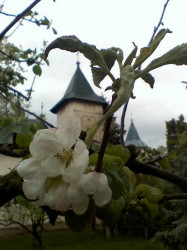 raluca_mihaela 
Flori.....de manastiri 
2008-05-22 15:04:22