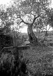 thiv56 
Σταυρός και λιόδεντρο - Cross and olive-tree 
2008-06-10 15:30:37