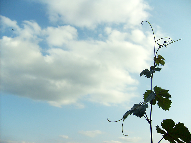 "Ја сам чокот, а ви лозе."  / "I am the vine, you are the branches."