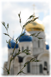 jesse 
Spaso-Preobragenskiy sobor, Nikolo-Ugreshskiy monastery 
2008-07-29 08:07:04