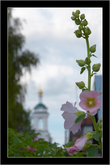 Etude with a flower...