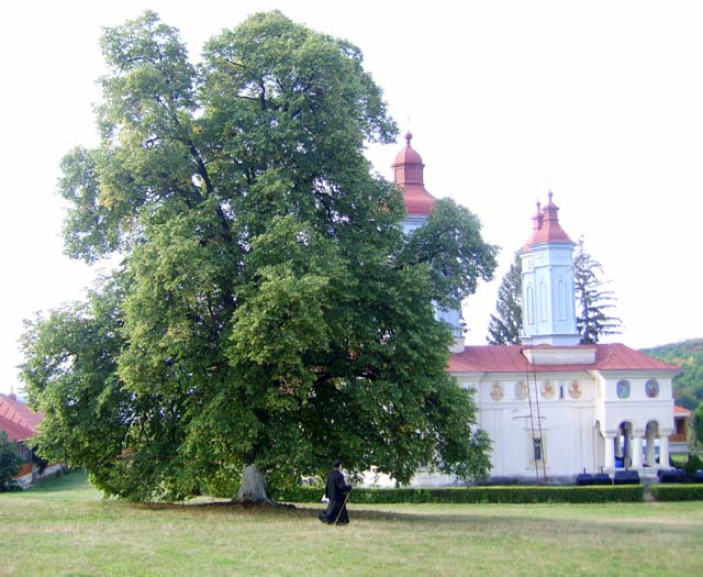 Man. Ciolanu