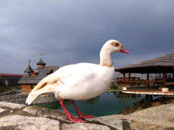 dragoj03 
Етно село Станишић, Бијељина 
163 
2008-09-16 21:05:56