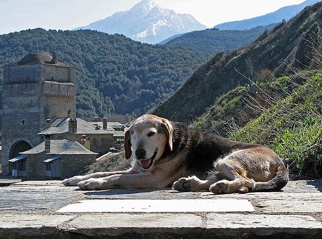 Σκύλος στο Άγιο Όρος - Dog on Athos