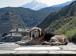 thiv_col_Athos 
Σκύλος στο Άγιο Όρος - Dog on Athos 
2008-10-24 20:05:56