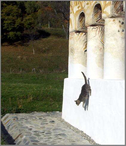 Interzisa intrarea pisicilor si a cainilor in Sfanta Biserica!!!