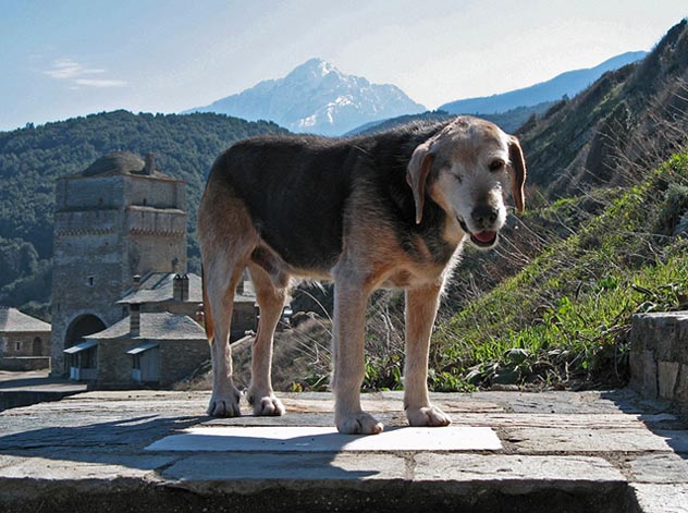 Σκυλος στο Άγιο Όρος - Dog on Mt. Athos