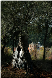 hmiodrag 
Хиландарска маслина 
2008-11-06 23:24:19