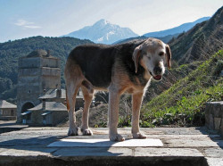 thiv_col_Athos 
Σκυλος στο Άγιο Όρος - Dog on Mt. Athos 
2008-11-30 10:15:29