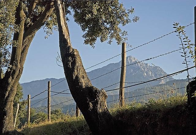 Φράχτης και Άθως - Fence and Mt. Athos