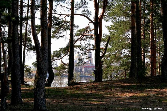 В сосновом лесу