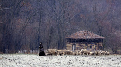 GuliVar 
Надомак Каленића 
2009-01-20 20:18:38