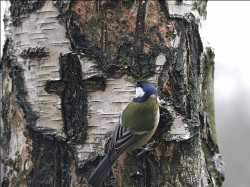 codre 
Cross and bird 
150 
2009-01-29 16:05:20