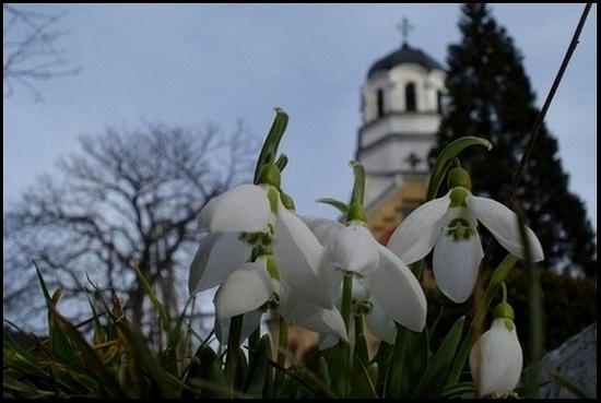 ...кокичета/snowdrops...