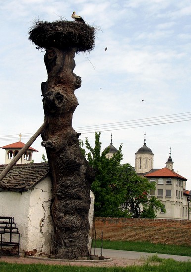 Pogled na manastir KOVILJ od kapele Svete Petke