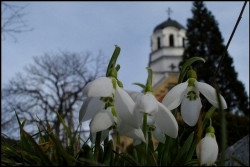 Timothey 
...кокичета/snowdrops... 
2009-02-09 16:23:10