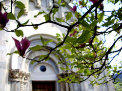 teodoraa 
Студеничка магнолија 
2009-02-19 21:38:37