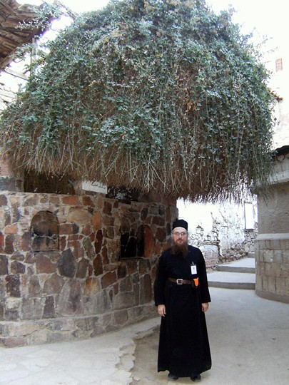 Sinai: The Burning Bush